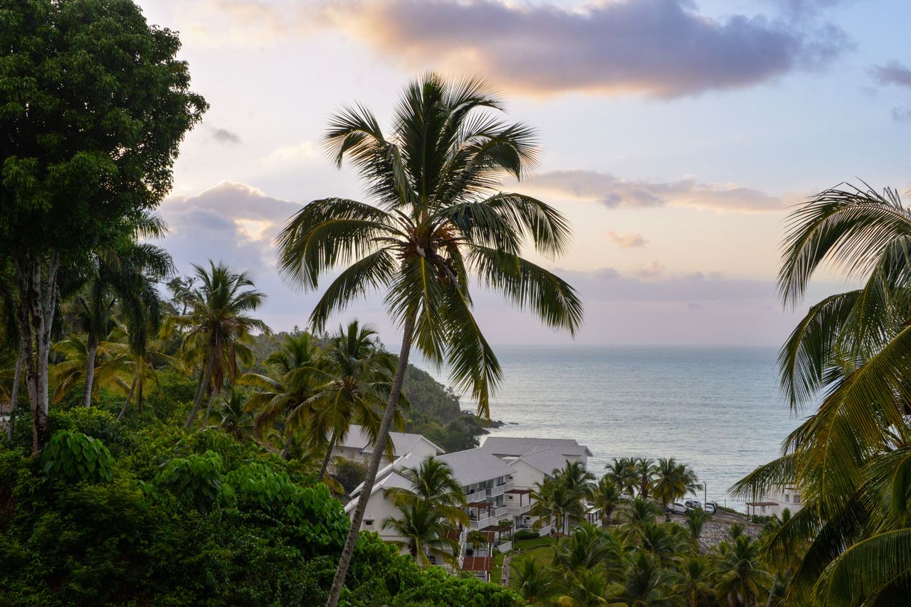 Lush palm trees overlook the ocean in Samaná, Dominican Republic, during a peaceful sunset.