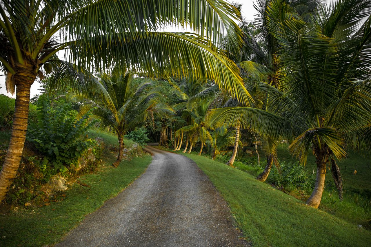 Captivating view of an unpaved road flanked by tropical palm trees in Jamaica, perfect for travel themes.
